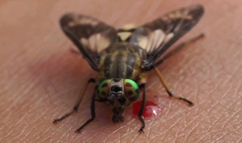 Deer Fly Bites in Michigan