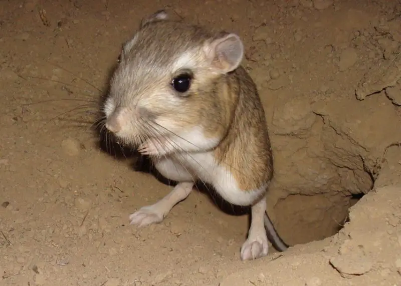 Desert Rodents in Nevada