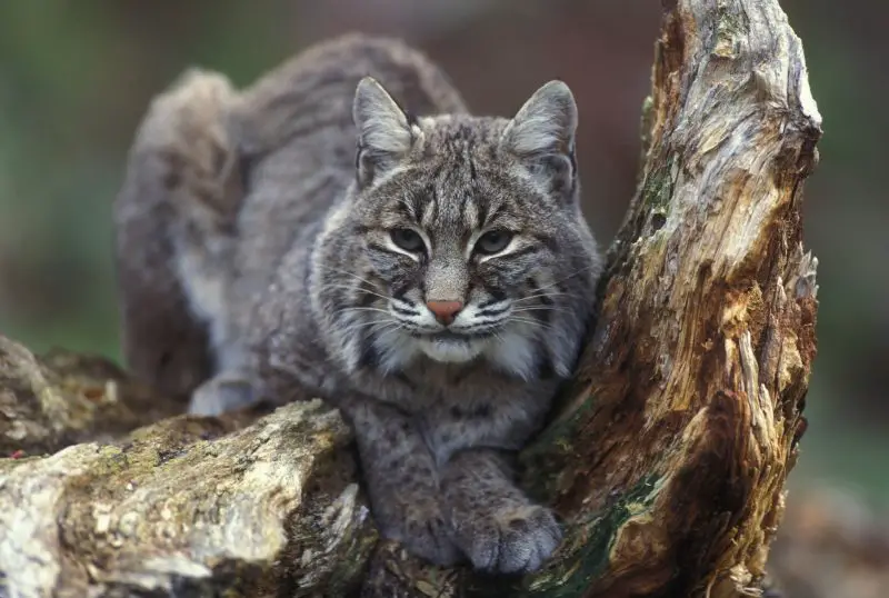 Do Bobcats in Arkansas Ever Mate With Domestic Cats