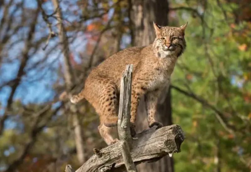 Do Bobcats in Connecticut Ever Mate With Domestic Cats