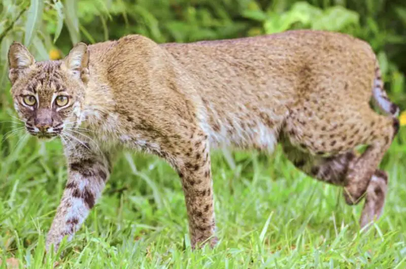 Do Bobcats in Florida Ever Mate With Domestic Cats