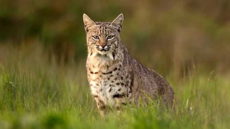 Do Bobcats in Iowa Ever Mate With Domestic Cats