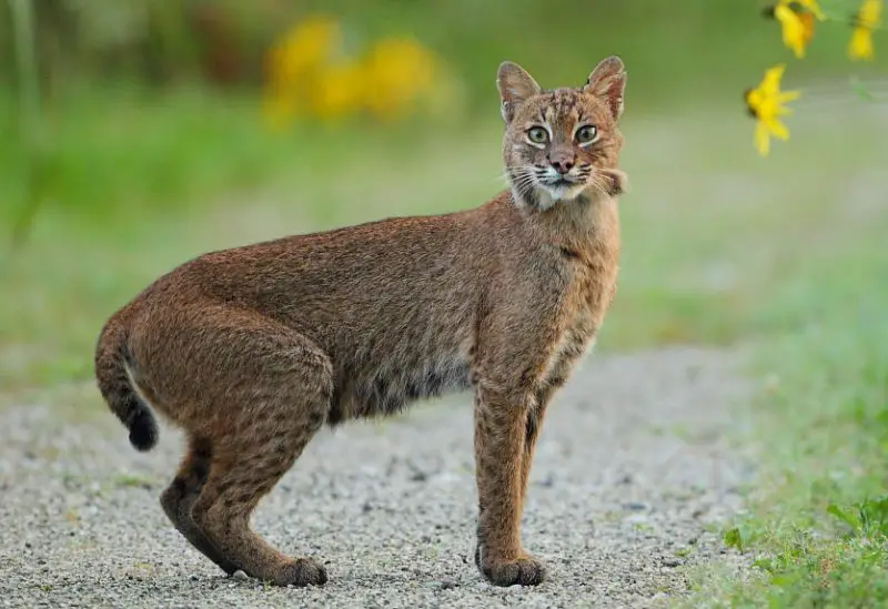 Do Bobcats in Kansas Ever Breed With Domestic Cats