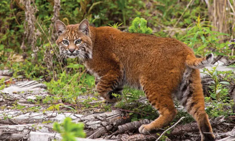 Do Bobcats in Maryland Ever Breed With Domestic Cats