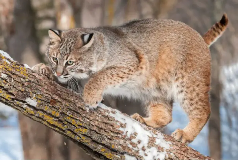 Do Bobcats in Michigan Ever Breed With Domestic Cats