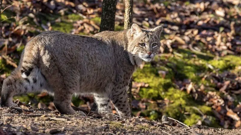Do Bobcats in Oklahoma Ever Breed With Domestic Cats