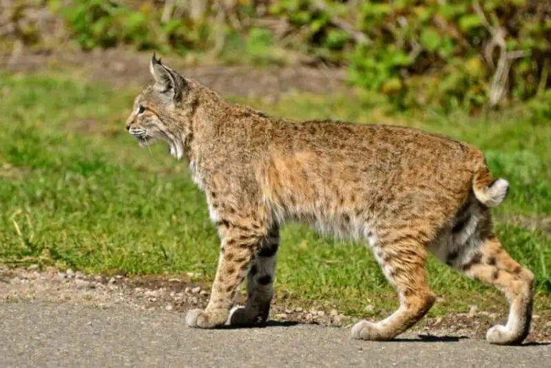 Do Bobcats in South Dakota Ever Mate With Domestic Cats