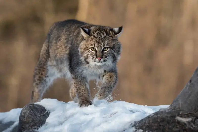 Do Bobcats in Utah Ever Mate With Domestic Cats