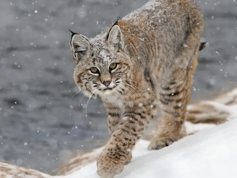 Do Bobcats in Vermont Ever Mate With Domestic Cats