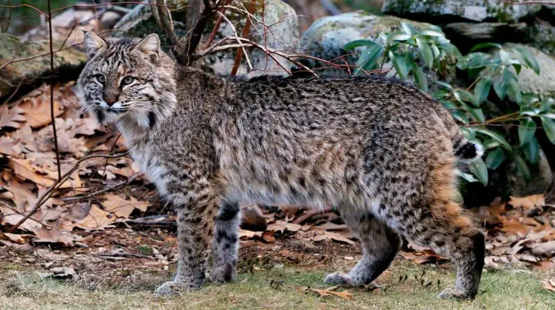 Do Bobcats in Virginia Ever Breed With Domestic Cats