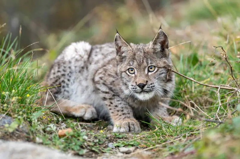 Do Bobcats in West Virginia Ever Breed With Domestic Cats