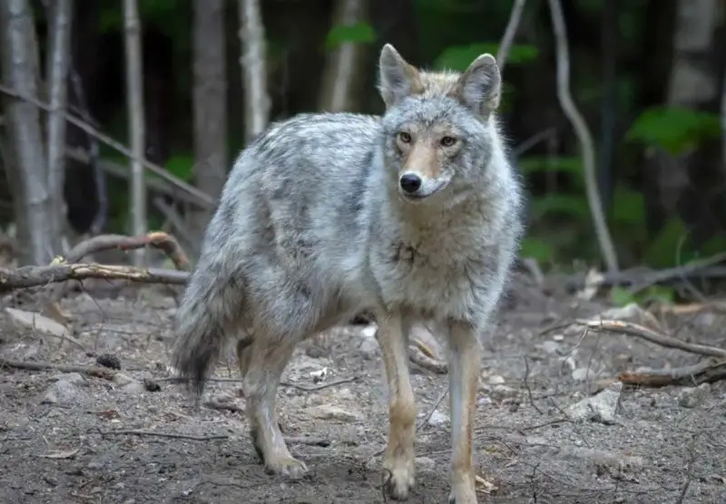 Do Coydogs Really Exist in Rural Maine