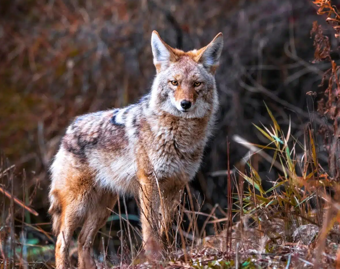 Do Coyotes in Illinois Ever Breed With Domestic Dogs