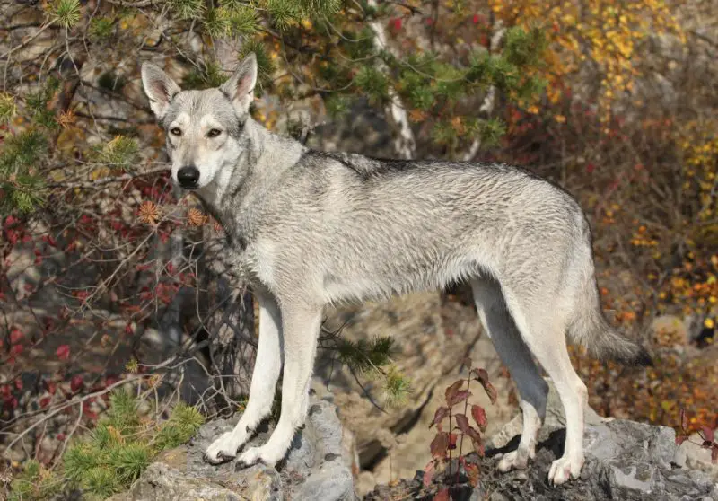 Do Coyotes in Louisiana Ever Breed With Domestic Dogs