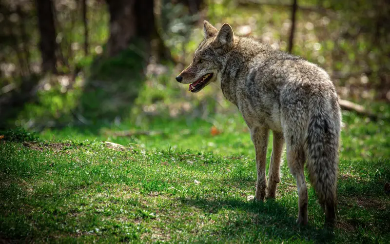 Do Coyotes in Virginia Ever Breed With Domestic Dogs