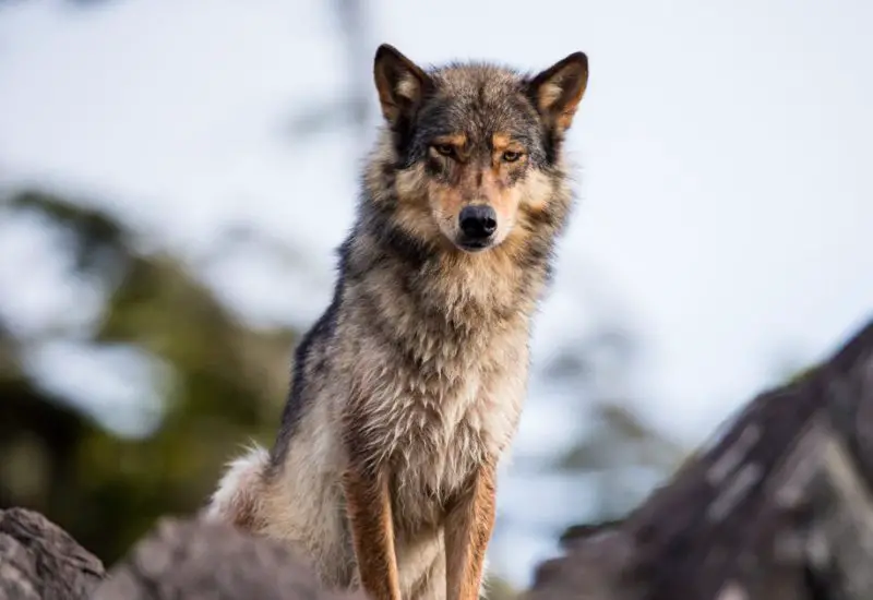 Do Dogs and Wolves Still Interbreed in Montana