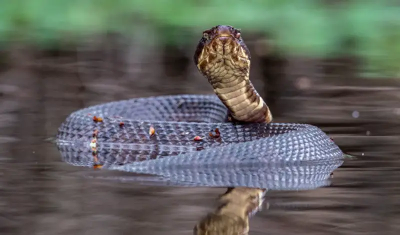 Do Water Moccasins in Alabama Wetlands Really Chase People