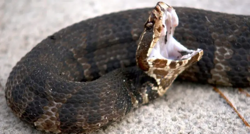 Do Water Moccasins in Texas Wetlands Really Chase People