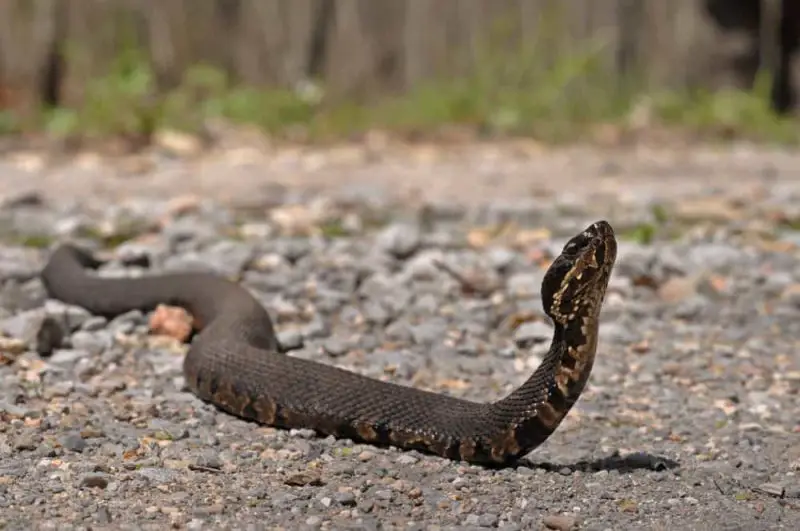 Do Water Moccasins Really Chase People in Indiana