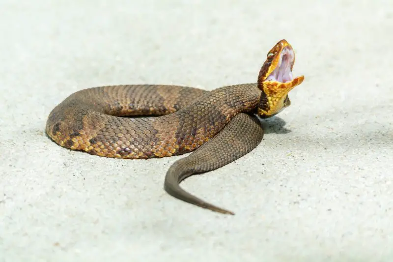 Do Water Moccasins Really Chase People in Iowa State