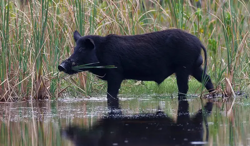 Types of Feral Pigs in Utah