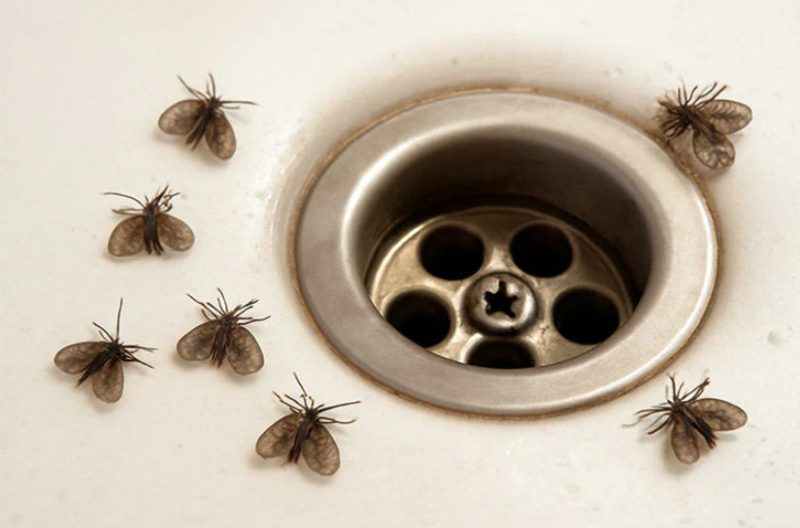 drain flies in California