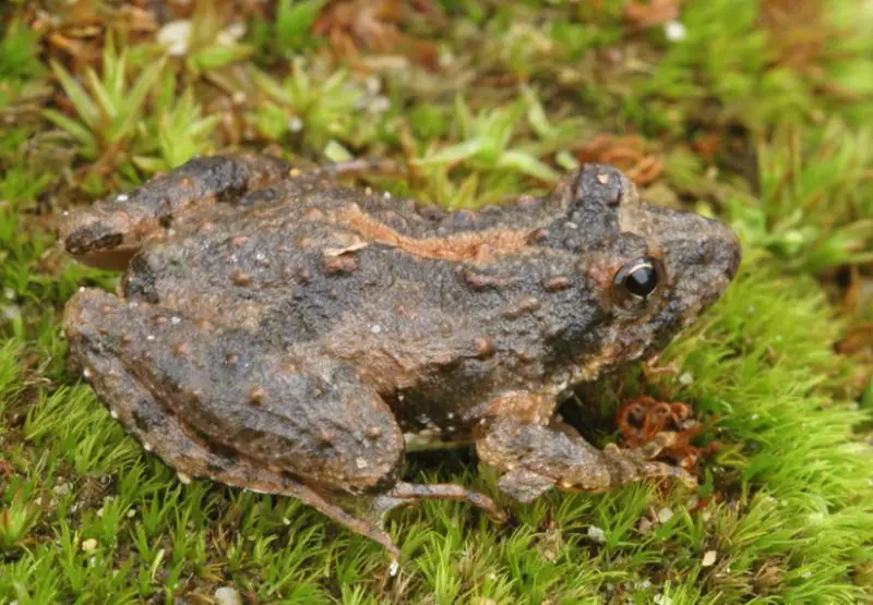 Types of Frogs in Ohio