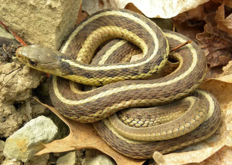 Brown Snakes in North Carolina