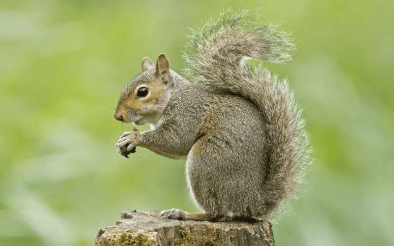 Squirrels in Maryland