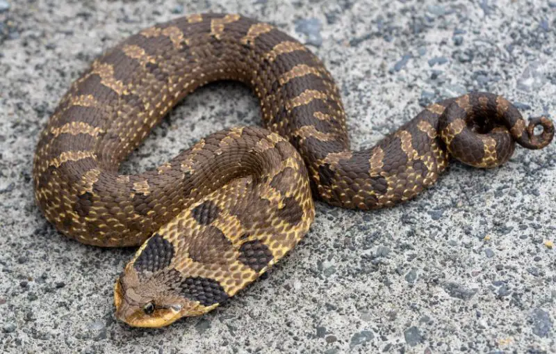 Brown Snakes in North Carolina