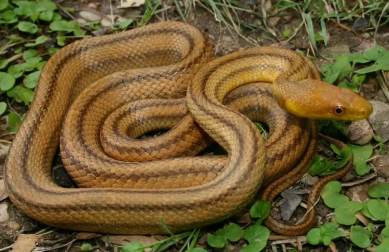 Brown Snakes in North Carolina