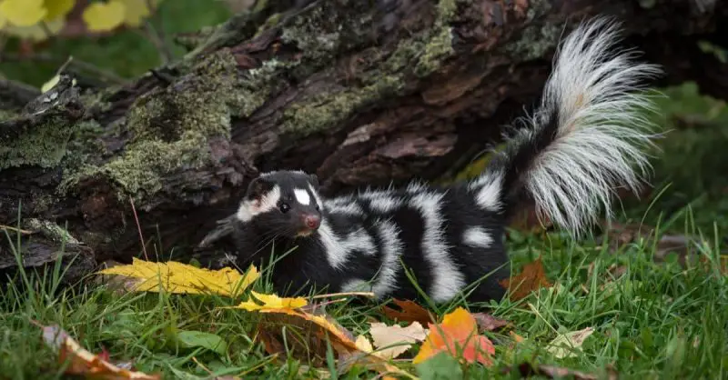 Types of Skunks in New Hampshire