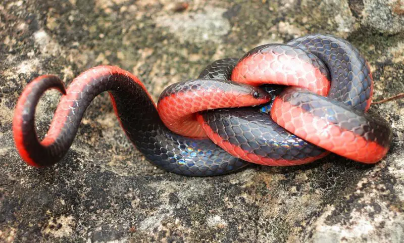 Brown Snakes in North Carolina