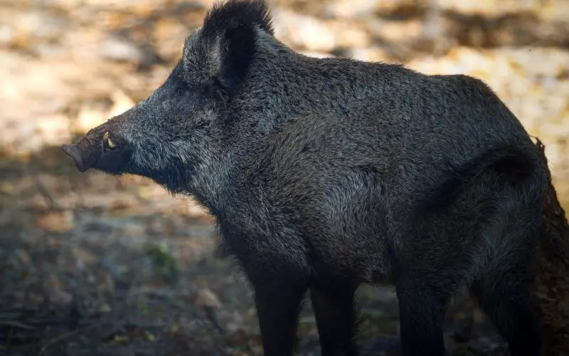 Feral Pigs in Mississippi