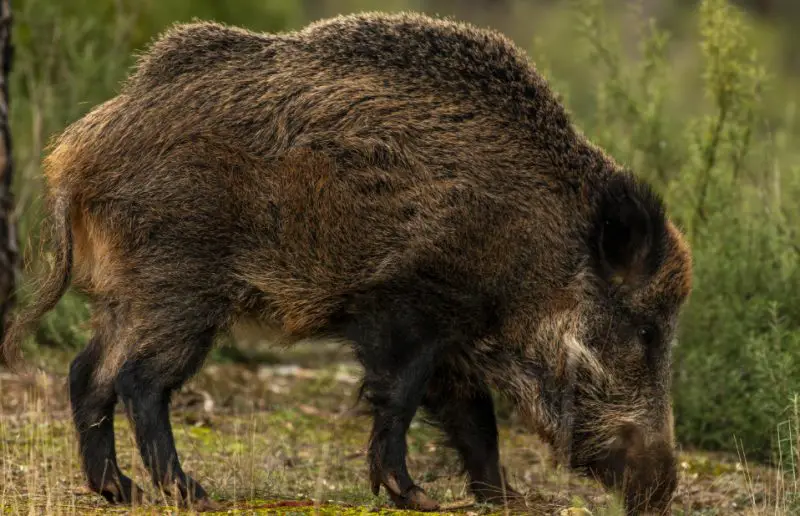Types of Feral Pigs in Georgia