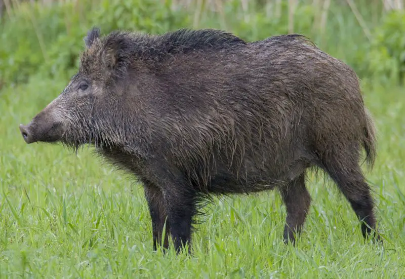 Feral Pigs in Oregon