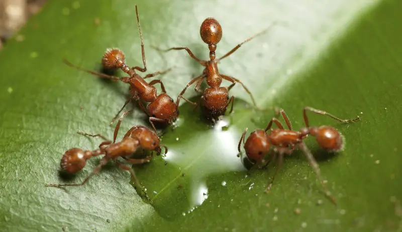 Fact About Fire Ant Movement in Mississippi