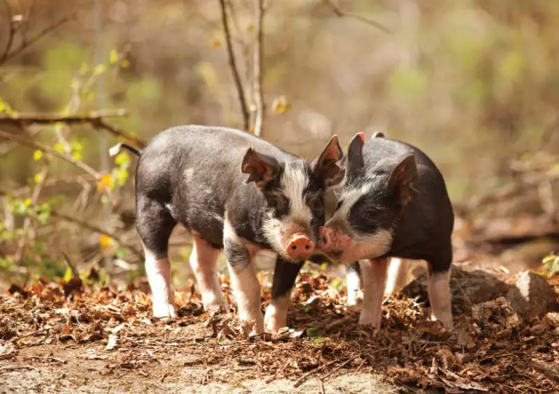 Types of Feral Pigs in Georgia