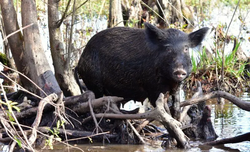 Feral Pigs in Mississippi