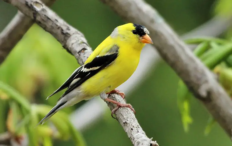 Finches in Ohio