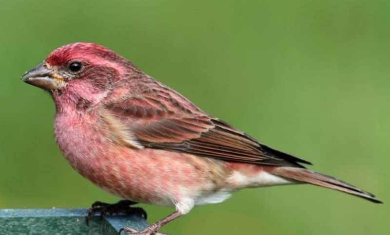 Finches in Texas