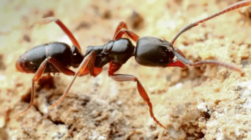 Fire Ant Stings in Georgia