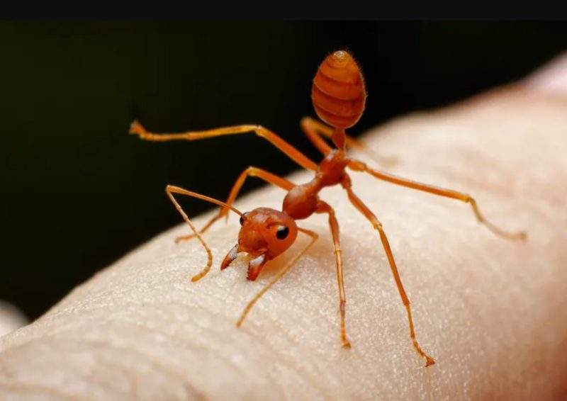 Fire Ant Stings in Louisiana