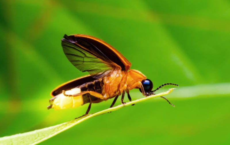 Fireflies in Georgia