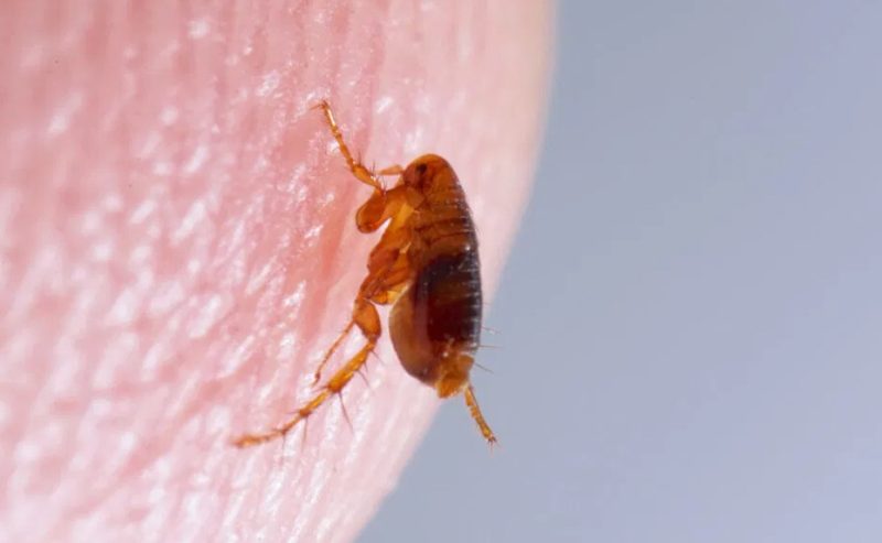 Fleas Spreading Indoors in Nevada