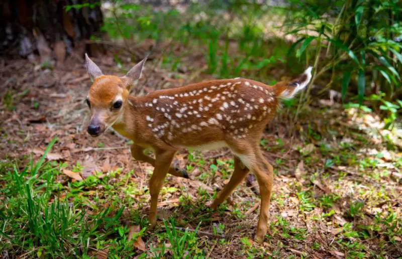 Florida Key Deer