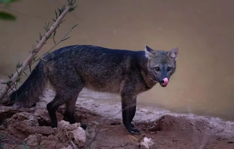 Fox Dog Hybrids Exist in New Mexico
