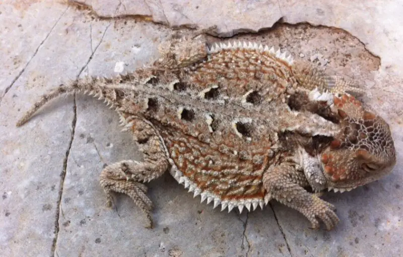 Lizards in Washington State