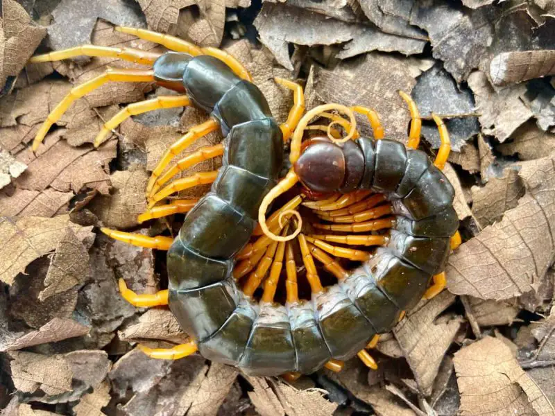 Hawaii’s Centipedes