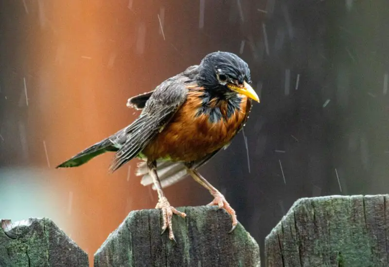 Birds in Florida survive hurricanes by sensing storms early and sheltering in forests, mangroves, wetlands, and protected water areas.